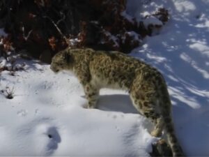 Снежный леопард в снегу фото
